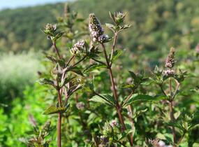 Máta peprná 'Citaro' - Mentha piperita 'Citaro'