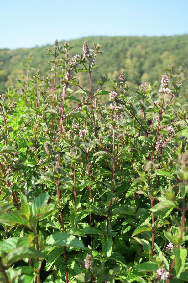 Máta peprná 'Citaro' - Mentha piperita 'Citaro'