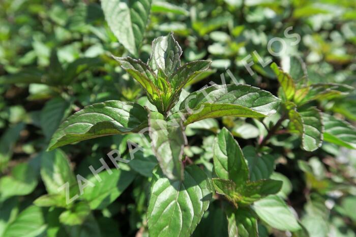 Máta peprná 'Chocolate' - Mentha piperita 'Chocolate'