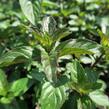 Máta peprná 'Chocolate' - Mentha piperita 'Chocolate'