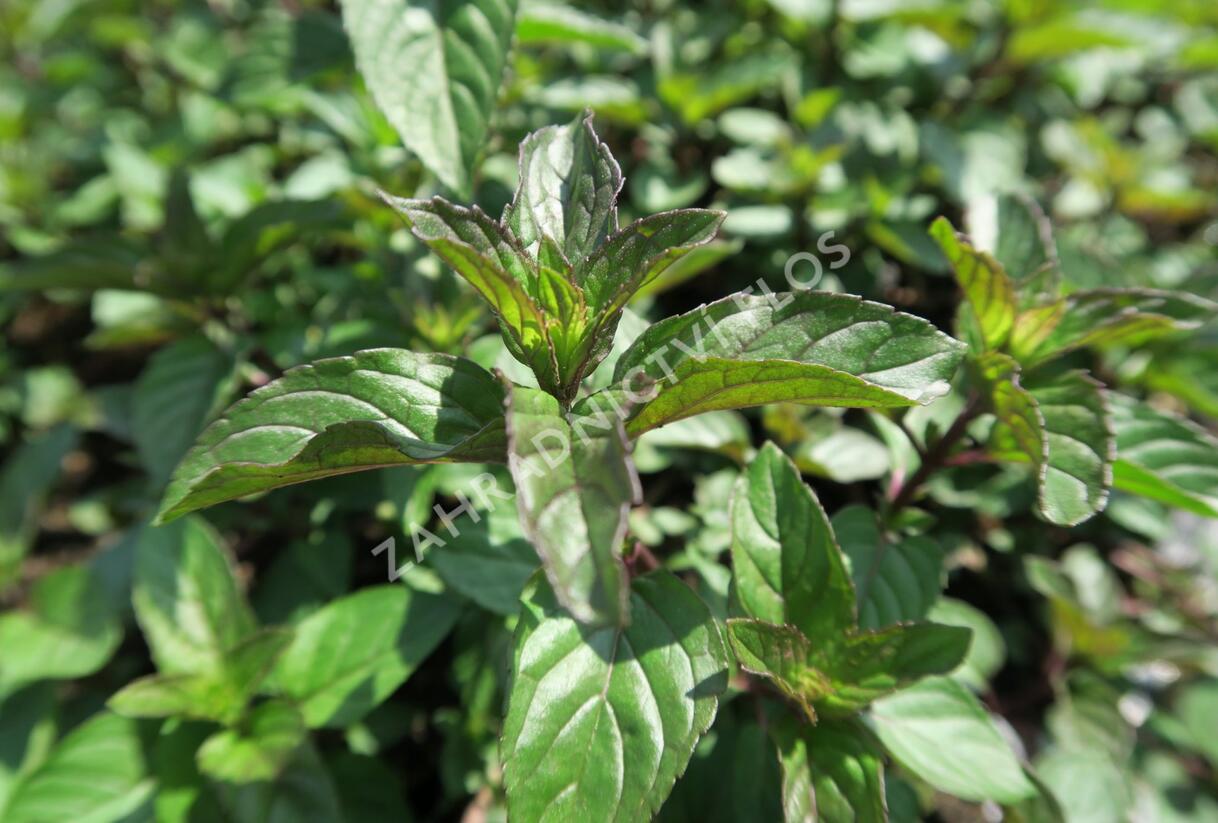 Máta peprná 'Chocolate' - Mentha piperita 'Chocolate'