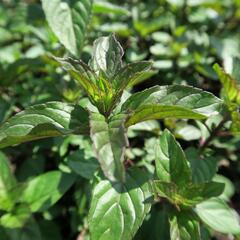 Máta peprná 'Chocolate' - Mentha piperita 'Chocolate'