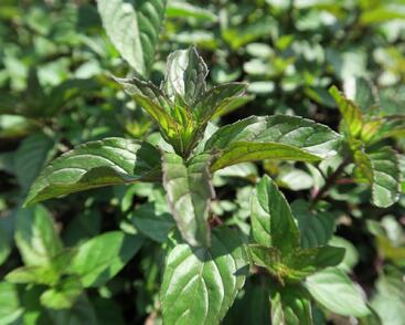 Máta peprná 'Chocolate'