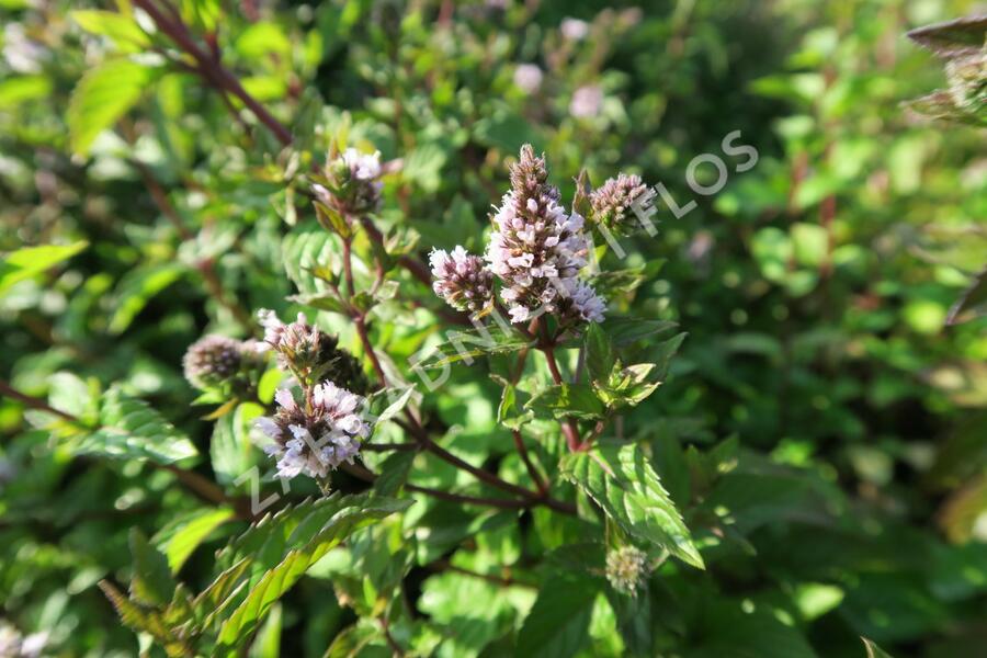 Máta peprná 'Chocolate' - Mentha piperita 'Chocolate'