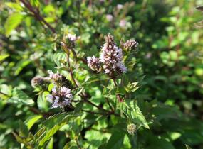 Máta peprná 'Chocolate' - Mentha piperita 'Chocolate'
