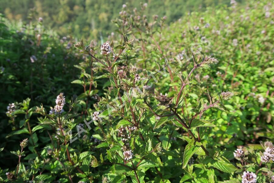 Máta peprná 'Chocolate' - Mentha piperita 'Chocolate'