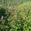 Máta peprná 'Chocolate' - Mentha piperita 'Chocolate'