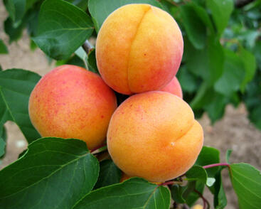 Meruňka pozdní 'Hargrand'