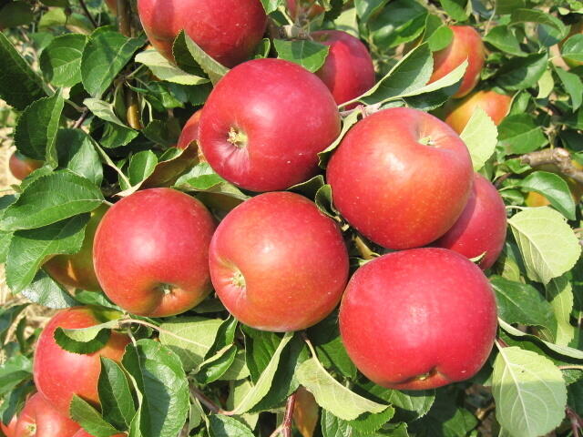 Jabloň podzimní 'Diadém' - Malus domestica 'Diadém'