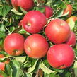 Jabloň podzimní 'Diadém' - Malus domestica 'Diadém'