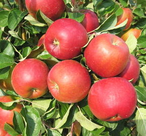 Jabloň podzimní 'Diadém' - Malus domestica 'Diadém'