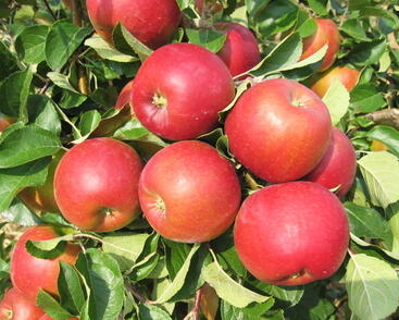 Jabloň podzimní 'Diadém'