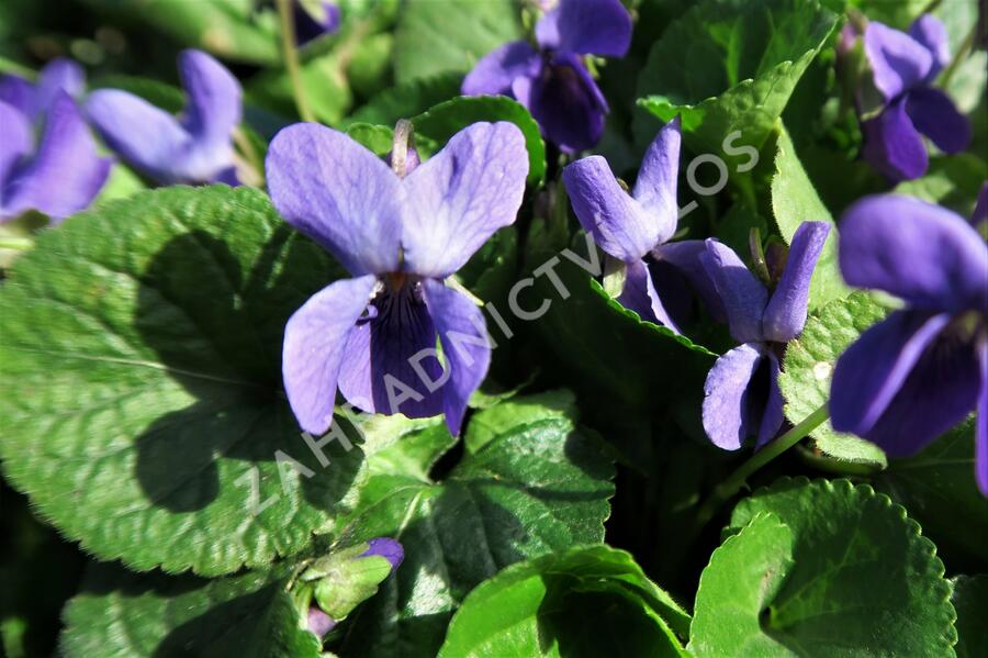 Violka vonná - Viola odorata