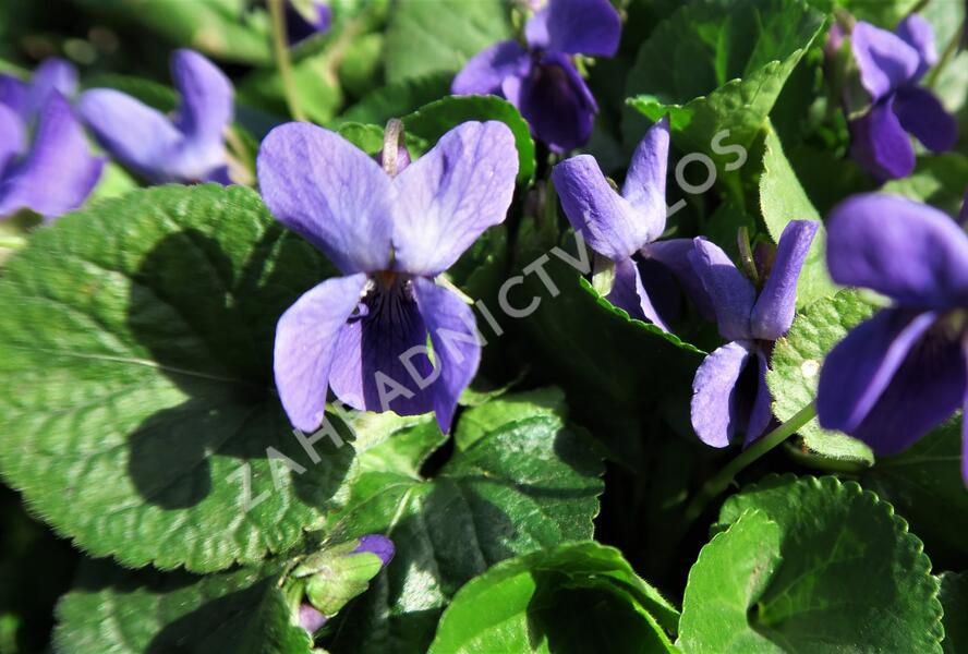 Violka vonná - Viola odorata