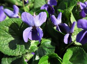 Violka vonná - Viola odorata