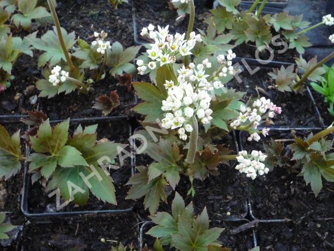 Mukdenie - Aceriphyllum rossii