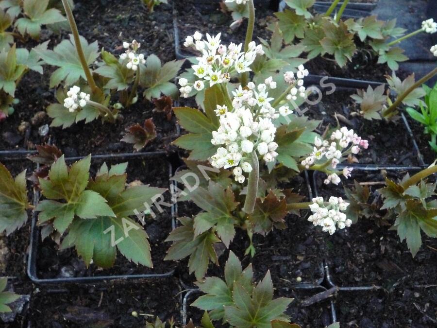 Mukdenie - Aceriphyllum rossii