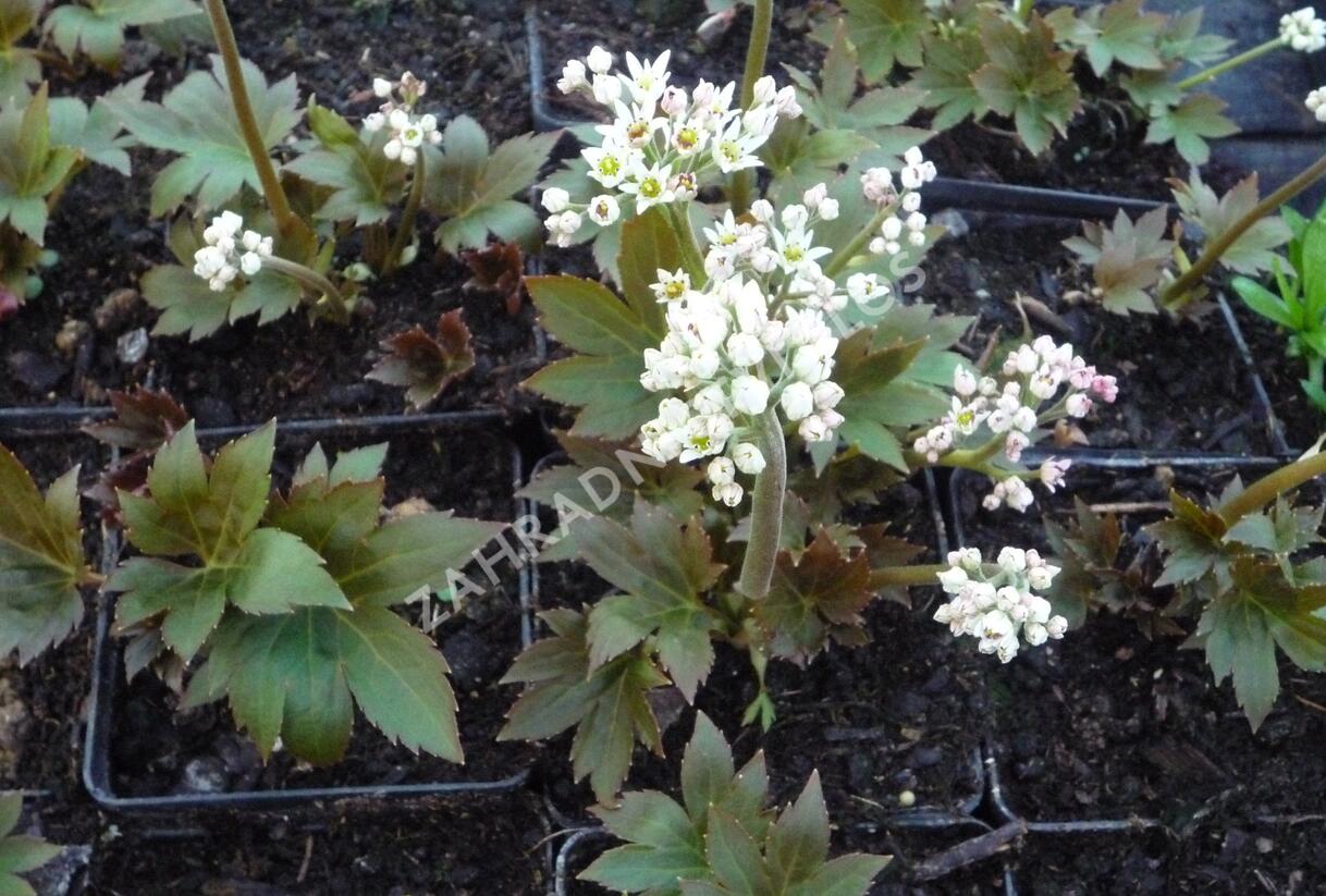 Mukdenie - Aceriphyllum rossii
