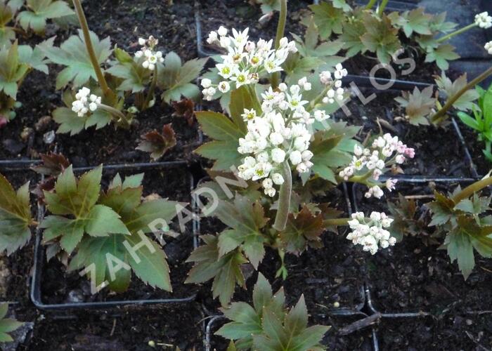 Mukdenie - Aceriphyllum rossii