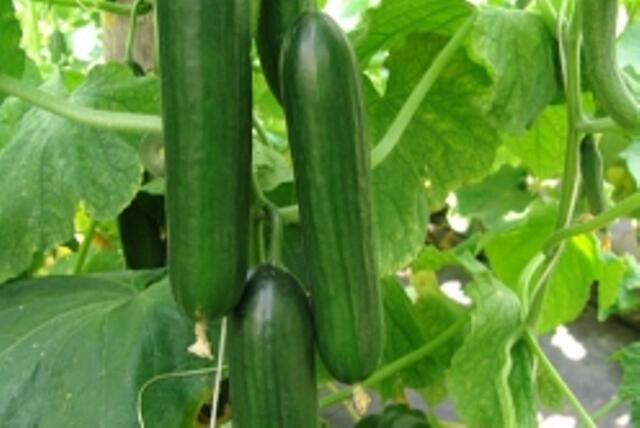 Okurka salátová skleníková 'Twenty' F1 - roubovaná - Cucumis sativus 'Twenty' F1 - roubovaná