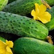 Okurka nakládačka 'Amelia' F1- roubovaná