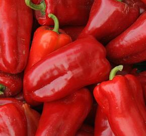 Paprika polní 'Rubinova' - Capsicum annuum 'Rubinova'