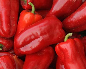 Paprika polní 'Rubinova'