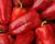 Paprika polní 'Rubinova'