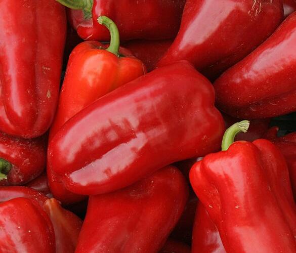 Paprika polní 'Rubinova' - Capsicum annuum 'Rubinova'