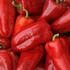 paprika-polni-rubinova.jpg