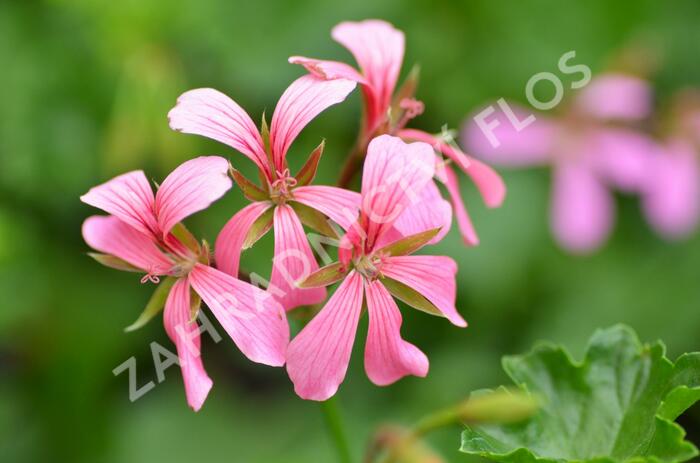 Muškát, pelargonie převislá jednoduchá 'Cascade Ville de Paris' - Pelargonium peltatum 'Cascade Ville de Paris'