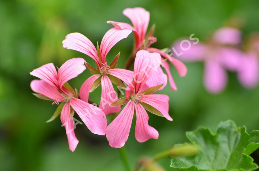 Muškát, pelargonie převislá jednoduchá 'Cascade Ville de Paris' - Pelargonium peltatum 'Cascade Ville de Paris'