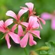 Muškát, pelargonie převislá jednoduchá 'Cascade Ville de Paris' - Pelargonium peltatum 'Cascade Ville de Paris'