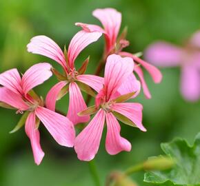 Muškát, pelargonie převislá jednoduchá 'Cascade Ville de Paris' - Pelargonium peltatum 'Cascade Ville de Paris'