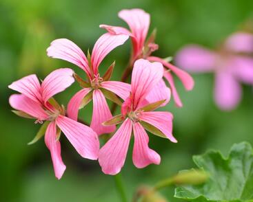 Muškát, pelargonie převislá jednoduchá 'Cascade Ville de Paris'