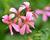 Muškát, pelargonie převislá jednoduchá 'Cascade Ville de Paris'