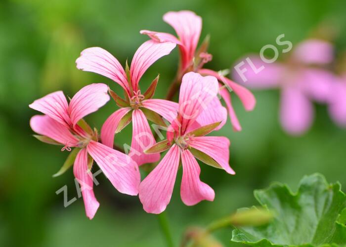 Muškát, pelargonie převislá jednoduchá 'Cascade Ville de Paris' - Pelargonium peltatum 'Cascade Ville de Paris'