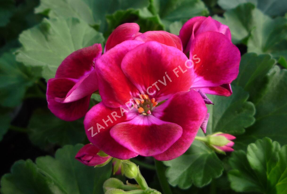 Muškát, pelargonie páskatá klasická 'Burgundy Splash' - Pelargonium zonale 'Burgundy Splash'