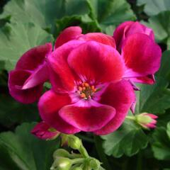 Muškát, pelargonie páskatá klasická 'Burgundy Splash' - Pelargonium zonale 'Burgundy Splash'