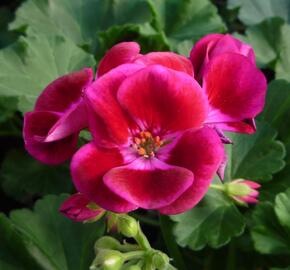 Muškát, pelargonie páskatá klasická 'Burgundy Splash' - Pelargonium zonale 'Burgundy Splash'