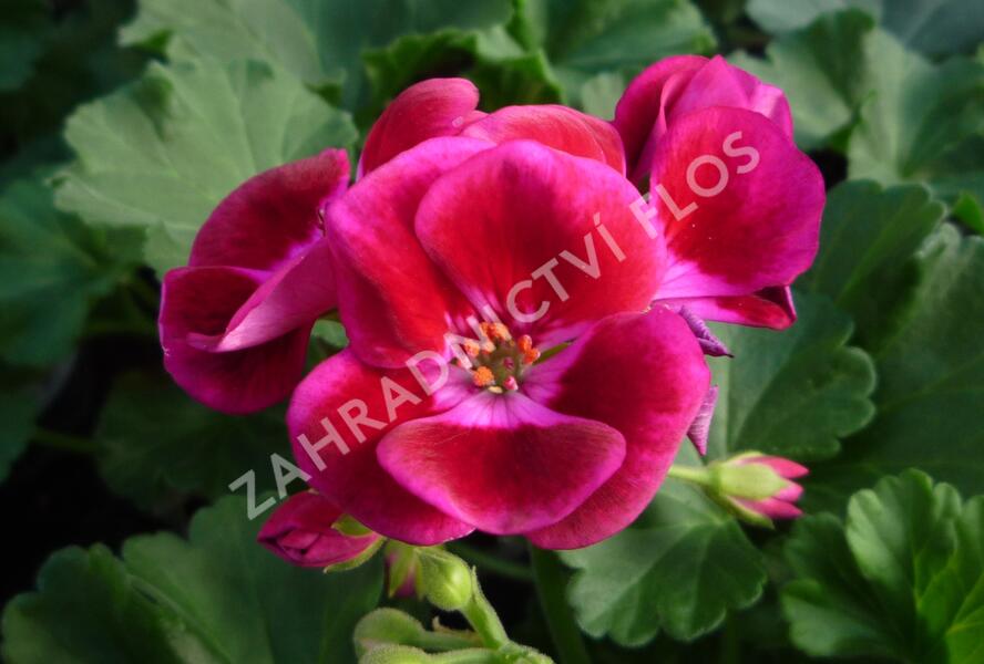 Muškát, pelargonie páskatá klasická 'Burgundy Splash' - Pelargonium zonale 'Burgundy Splash'