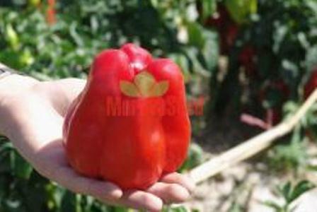 Paprika polní 'Granova' - Capsicum annuum 'Granova'