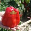 Paprika polní 'Granova' - Capsicum annuum 'Granova'