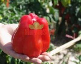 Paprika polní 'Granova'