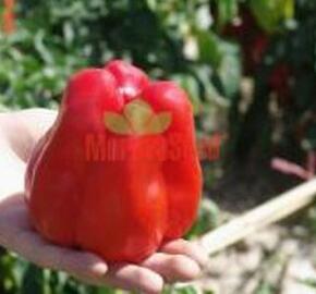 Paprika polní 'Granova' - Capsicum annuum 'Granova'