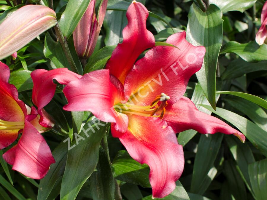 Lilie 'Treelilies Satisfacition ' - Lilium OT hybrids 'Treelilies Satisfacition '