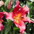 Lilie 'Treelilies Satisfacition ' - Lilium OT hybrids 'Treelilies Satisfacition '