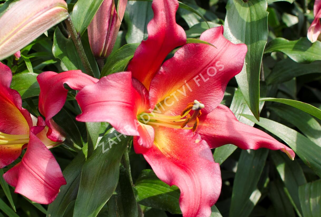 Lilie 'Treelilies Satisfacition ' - Lilium OT hybrids 'Treelilies Satisfacition '