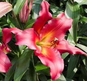 Lilie 'Treelilies Satisfacition ' - Lilium OT hybrids 'Treelilies Satisfacition '