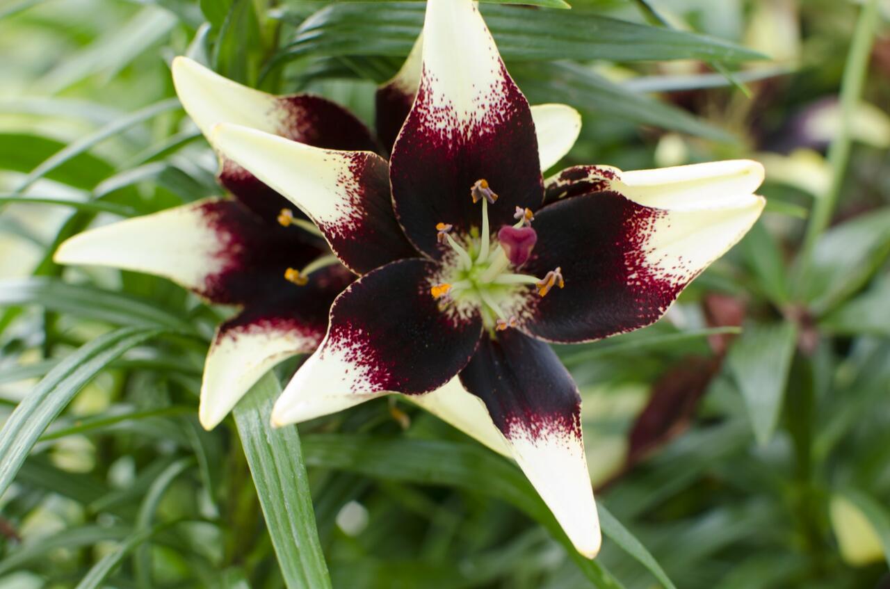 Lilie 'Asiatic Netty's Pride' Lilium 'Asiatic Netty's Pride